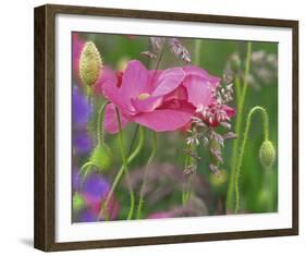 Shirley Poppies-Steve Satushek-Framed Art Print