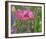 Shirley Poppies-Steve Satushek-Framed Art Print