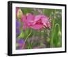 Shirley Poppies-Steve Satushek-Framed Art Print