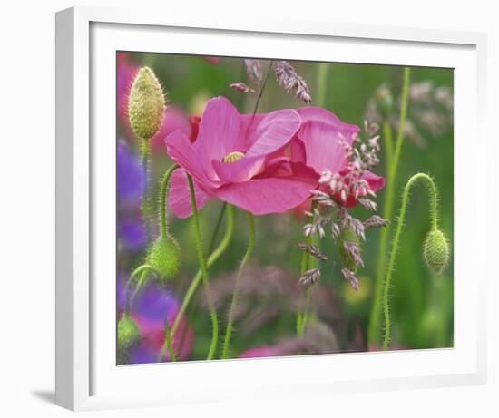 Shirley Poppies-Steve Satushek-Framed Art Print