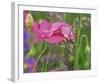 Shirley Poppies-Steve Satushek-Framed Art Print