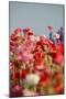 Shirley Poppies-Terry Eggers-Mounted Photographic Print