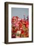 Shirley Poppies-Terry Eggers-Framed Photographic Print
