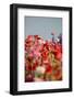 Shirley Poppies-Terry Eggers-Framed Photographic Print