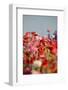 Shirley Poppies-Terry Eggers-Framed Photographic Print