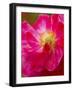 Shirley Poppy in Full Bloom, Willamette Valley, Oregon, USA-Terry Eggers-Framed Photographic Print