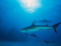 Reef Sharks, Walker's Cay, Bahamas-Shirley Vanderbilt-Framed Photographic Print