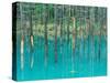 Shirogane Hot Springs, Blue Marsh, Hokkaido, Japan-Rob Tilley-Stretched Canvas