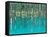 Shirogane Hot Springs, Blue Marsh, Hokkaido, Japan-Rob Tilley-Framed Stretched Canvas