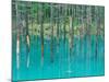 Shirogane Hot Springs, Blue Marsh, Hokkaido, Japan-Rob Tilley-Mounted Photographic Print