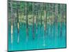 Shirogane Hot Springs, Blue Marsh, Hokkaido, Japan-Rob Tilley-Mounted Photographic Print