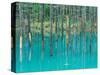 Shirogane Hot Springs, Blue Marsh, Hokkaido, Japan-Rob Tilley-Stretched Canvas