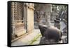 Shiva Shrines at Pashupatinath Temple, UNESCO World Heritage Site, Kathmandu, Nepal, Asia-Ian Trower-Framed Stretched Canvas