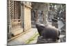 Shiva Shrines at Pashupatinath Temple, UNESCO World Heritage Site, Kathmandu, Nepal, Asia-Ian Trower-Mounted Photographic Print