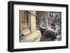 Shiva Shrines at Pashupatinath Temple, UNESCO World Heritage Site, Kathmandu, Nepal, Asia-Ian Trower-Framed Photographic Print