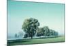 Shivering Trees In Morning Haze (2)-Jacob Berghoef-Mounted Photographic Print