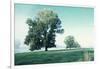 Shivering Trees in Morning Haze-Jacob Berghoef-Framed Photographic Print