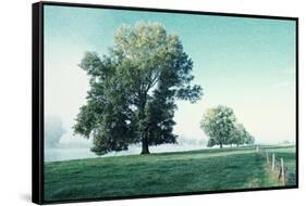 Shivering Trees in Morning Haze-Jacob Berghoef-Framed Stretched Canvas