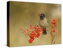 Bulbul With Nandina-Shlomo Waldmann-Stretched Canvas