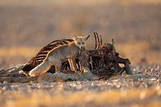 Desert Fox and a Carcass-Shlomo Waldmann-Giclee Print