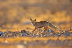 White-Tailed Jackrabbit-Shlomo Waldmann-Framed Giclee Print