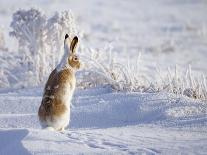 White-Tailed Jackrabbit-Shlomo Waldmann-Mounted Giclee Print