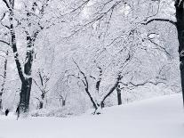 Central Park Covered in Snow, NYC-Shmuel Thaler-Stretched Canvas