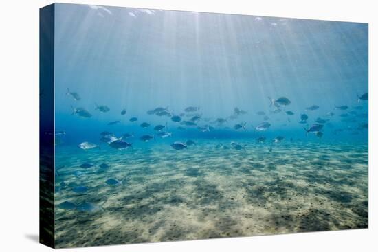 Shoal of Fish in Shallow Sandy Bay-Mark Doherty-Stretched Canvas