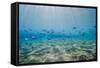 Shoal of Fish in Shallow Sandy Bay-Mark Doherty-Framed Stretched Canvas