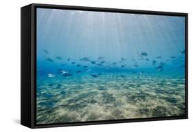 Shoal of Fish in Shallow Sandy Bay-Mark Doherty-Framed Stretched Canvas