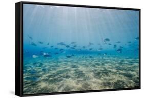 Shoal of Fish in Shallow Sandy Bay-Mark Doherty-Framed Stretched Canvas