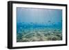 Shoal of Fish in Shallow Sandy Bay-Mark Doherty-Framed Photographic Print