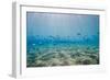 Shoal of Fish in Shallow Sandy Bay-Mark Doherty-Framed Photographic Print