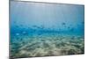 Shoal of Fish in Shallow Sandy Bay-Mark Doherty-Mounted Photographic Print