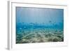 Shoal of Fish in Shallow Sandy Bay-Mark Doherty-Framed Photographic Print