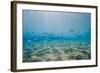 Shoal of Fish in Shallow Sandy Bay-Mark Doherty-Framed Photographic Print