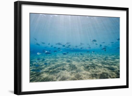 Shoal of Fish in Shallow Sandy Bay-Mark Doherty-Framed Photographic Print