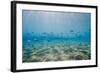Shoal of Fish in Shallow Sandy Bay-Mark Doherty-Framed Photographic Print