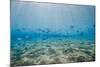 Shoal of Fish in Shallow Sandy Bay-Mark Doherty-Mounted Photographic Print