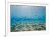 Shoal of Fish in Shallow Sandy Bay-Mark Doherty-Framed Photographic Print