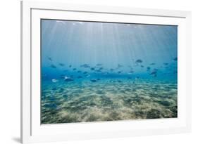 Shoal of Fish in Shallow Sandy Bay-Mark Doherty-Framed Photographic Print