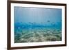 Shoal of Fish in Shallow Sandy Bay-Mark Doherty-Framed Photographic Print