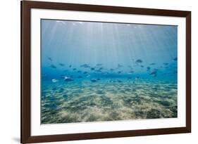 Shoal of Fish in Shallow Sandy Bay-Mark Doherty-Framed Photographic Print