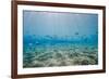 Shoal of Fish in Shallow Sandy Bay-Mark Doherty-Framed Photographic Print