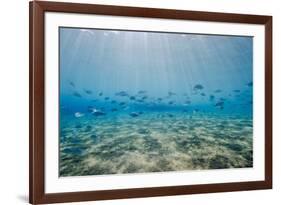 Shoal of Fish in Shallow Sandy Bay-Mark Doherty-Framed Photographic Print