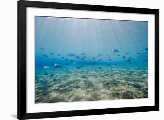 Shoal of Fish in Shallow Sandy Bay-Mark Doherty-Framed Photographic Print