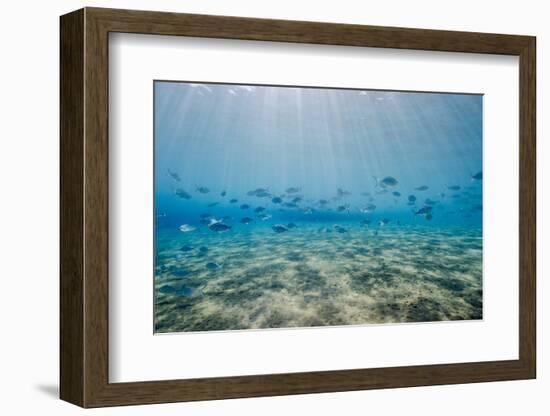 Shoal of Fish in Shallow Sandy Bay-Mark Doherty-Framed Photographic Print
