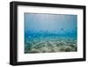 Shoal of Fish in Shallow Sandy Bay-Mark Doherty-Framed Photographic Print