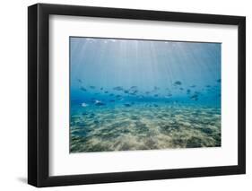 Shoal of Fish in Shallow Sandy Bay-Mark Doherty-Framed Photographic Print