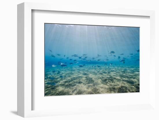 Shoal of Fish in Shallow Sandy Bay-Mark Doherty-Framed Photographic Print